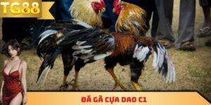 Đá gà cựa dao C1